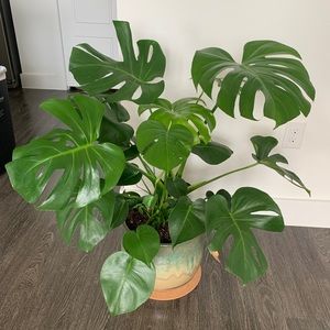 Meet your Posher, Sam